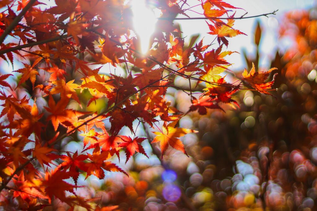 紅葉を見てきましたの投稿のサムネイル