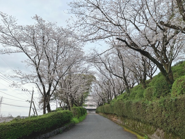 桜🌸の投稿のサムネイル