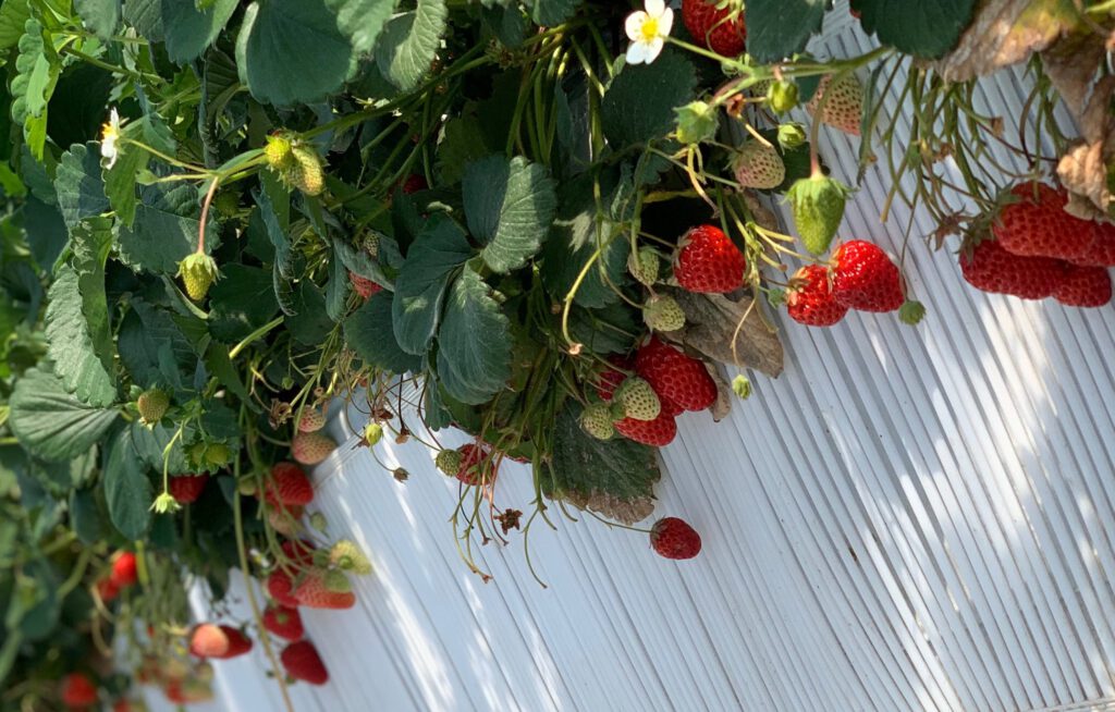 大好きないちご🍓❤️の投稿のサムネイル