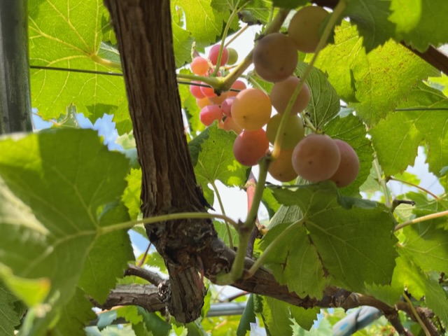 フルーツ狩りへ🍇の投稿のサムネイル
