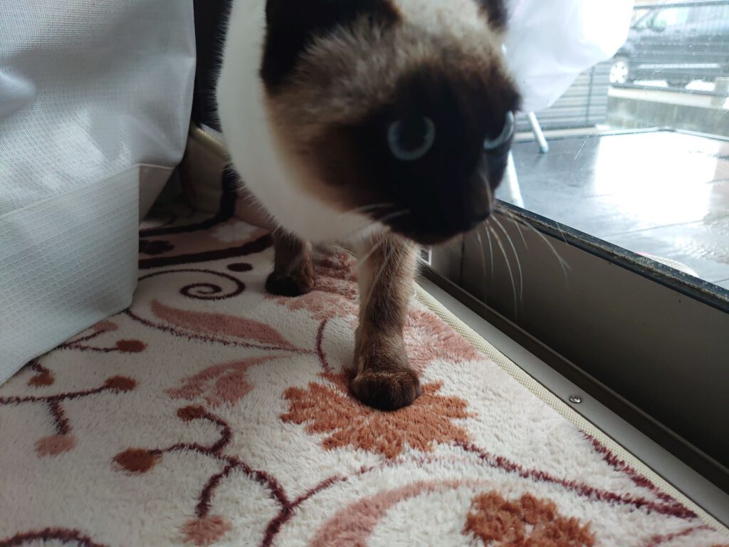 野良猫が入ってきた(ФωФ)の投稿のサムネイル