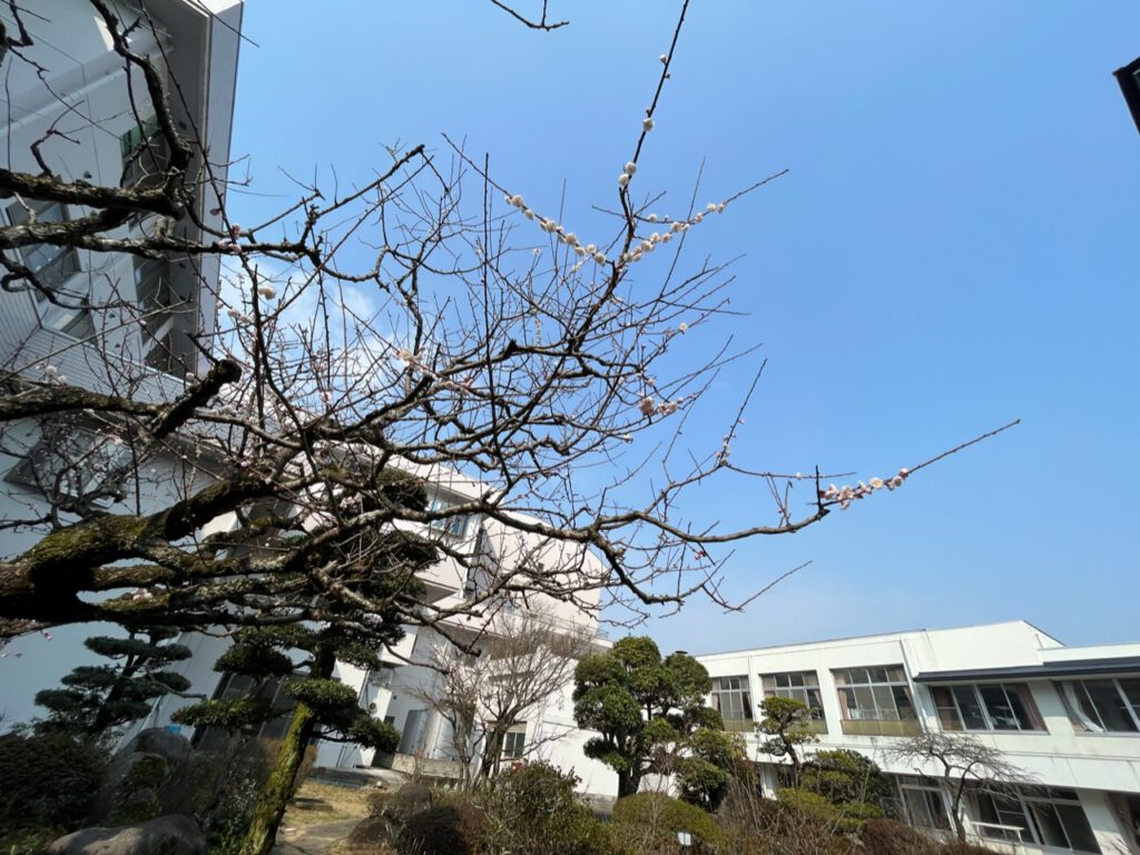 春の兆し🌸🐝の投稿のサムネイル