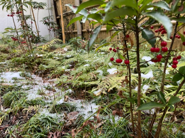 雪が積もりました⛄❄の投稿のサムネイル