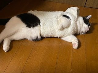 飼い猫のぶちおくん🐱の投稿のサムネイル
