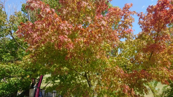 🍁秋の気配🍁の投稿のサムネイル